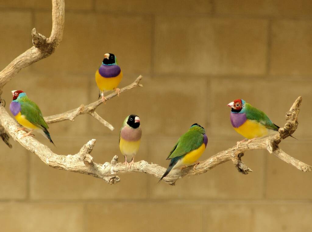 Gouldian Finches, Kyabram Fauna Park, VIC