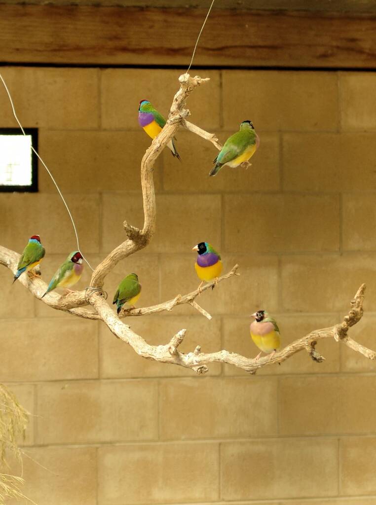 Gouldian Finches, Kyabram Fauna Park, VIC
