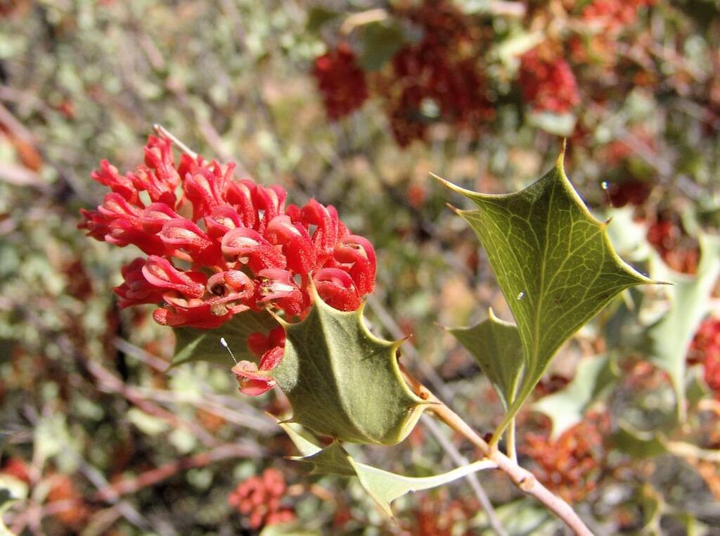 Holly Grevillea (Grevillea wickhamii)