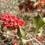 Holly Grevillea (Grevillea wickhamii)