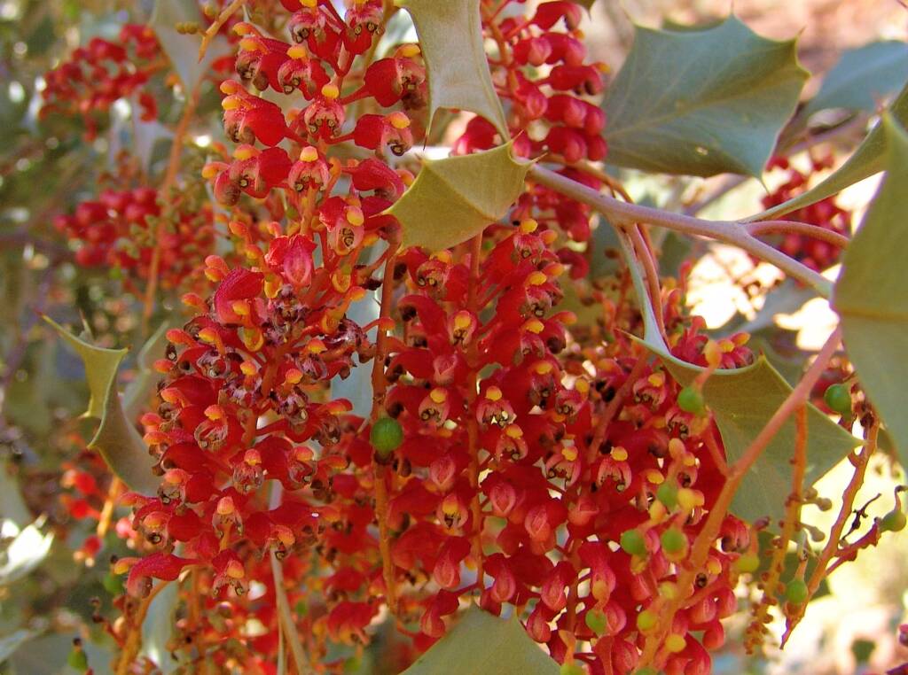Holly Grevillea (Grevillea wickhamii), Rainbow Valley