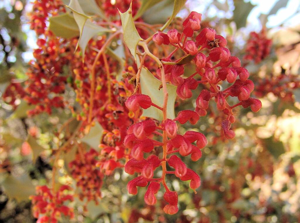Holly Grevillea (Grevillea wickhamii), Rainbow Valley