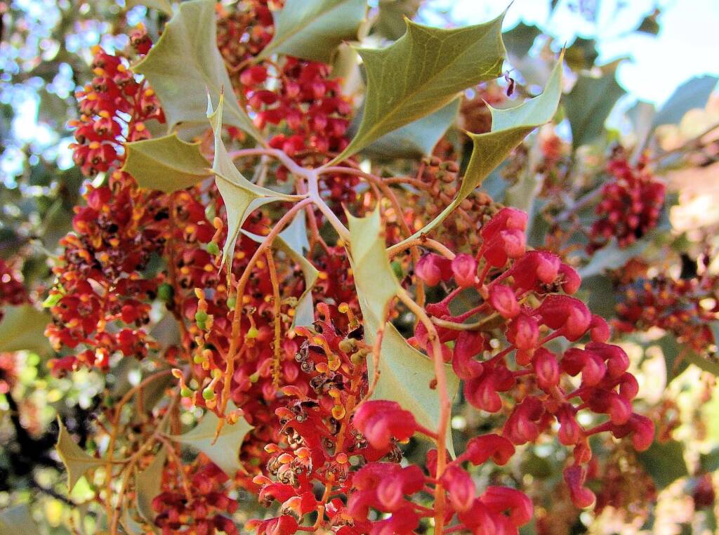 Holly Grevillea (Grevillea wickhamii), Rainbow Valley