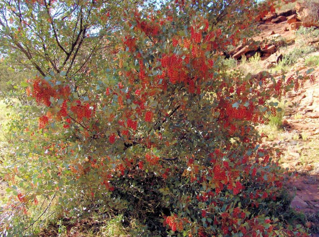 Holly Grevillea (Grevillea wickhamii), Rainbow Valley