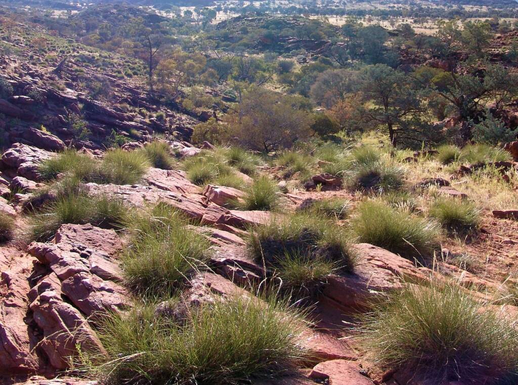Hummock grassland slopes, Wurre / Rainbow Valley, NT