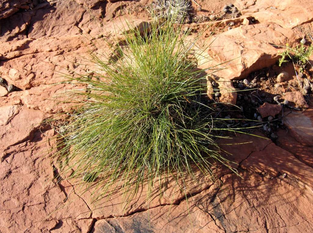 Hummock grass, Wurre / Rainbow Valley, NT