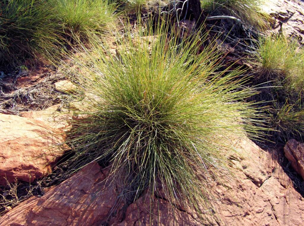 Hummock grass, Wurre / Rainbow Valley, NT