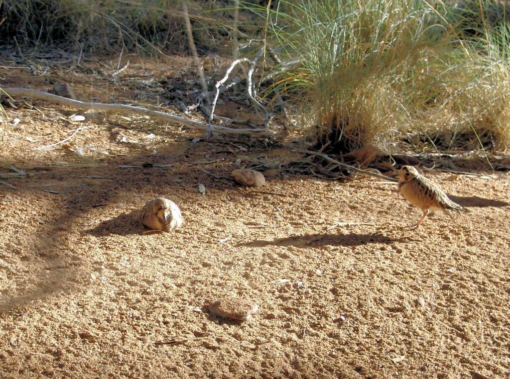 Inland Dotterel (Peltohyas australis), Alice Springs Desert Park