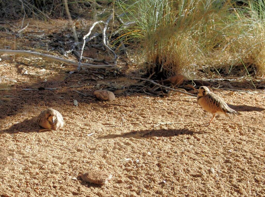 Inland Dotterel (Peltohyas australis), Alice Springs Desert Park