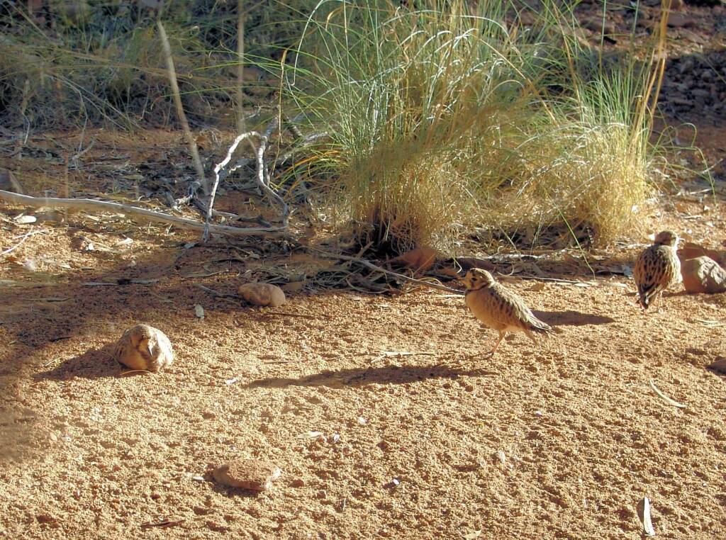 Inland Dotterel (Peltohyas australis), Alice Springs Desert Park