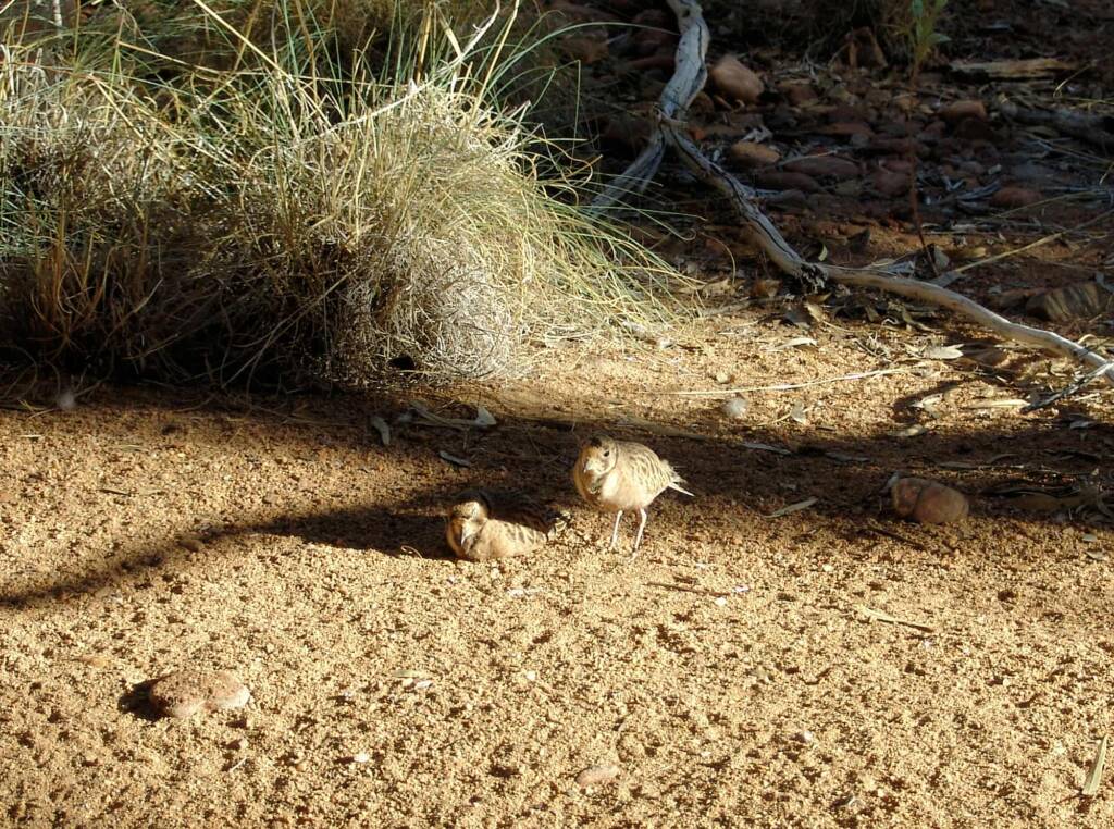 Inland Dotterel (Peltohyas australis), Alice Springs Desert Park