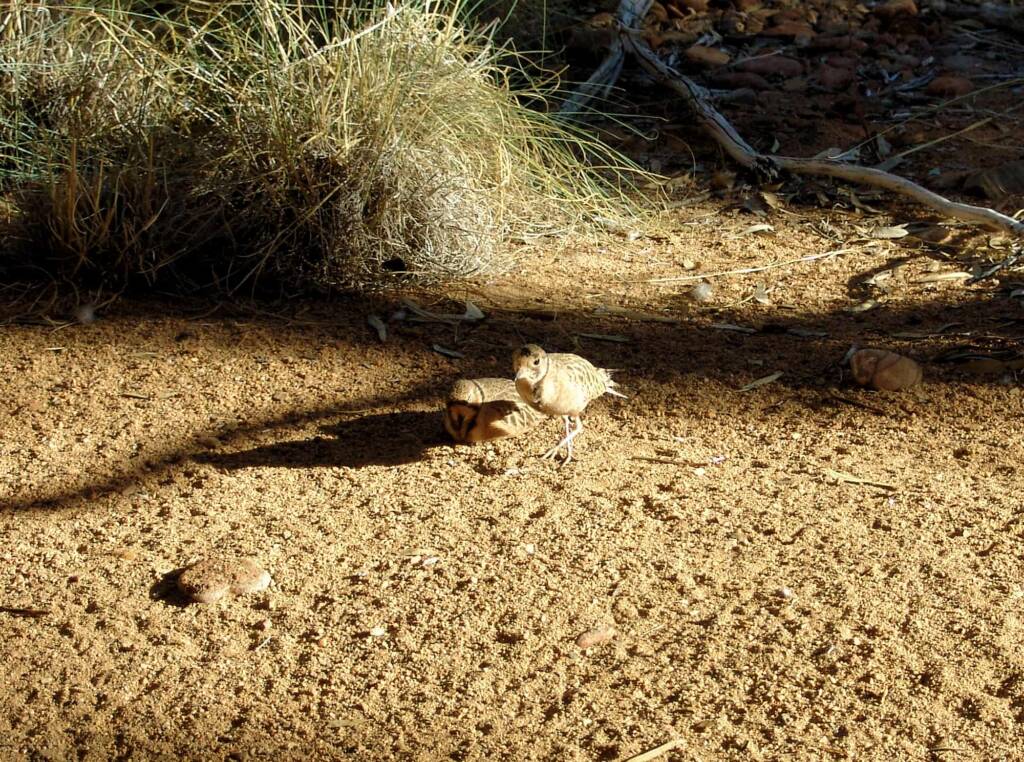 Inland Dotterel (Peltohyas australis), Alice Springs Desert Park