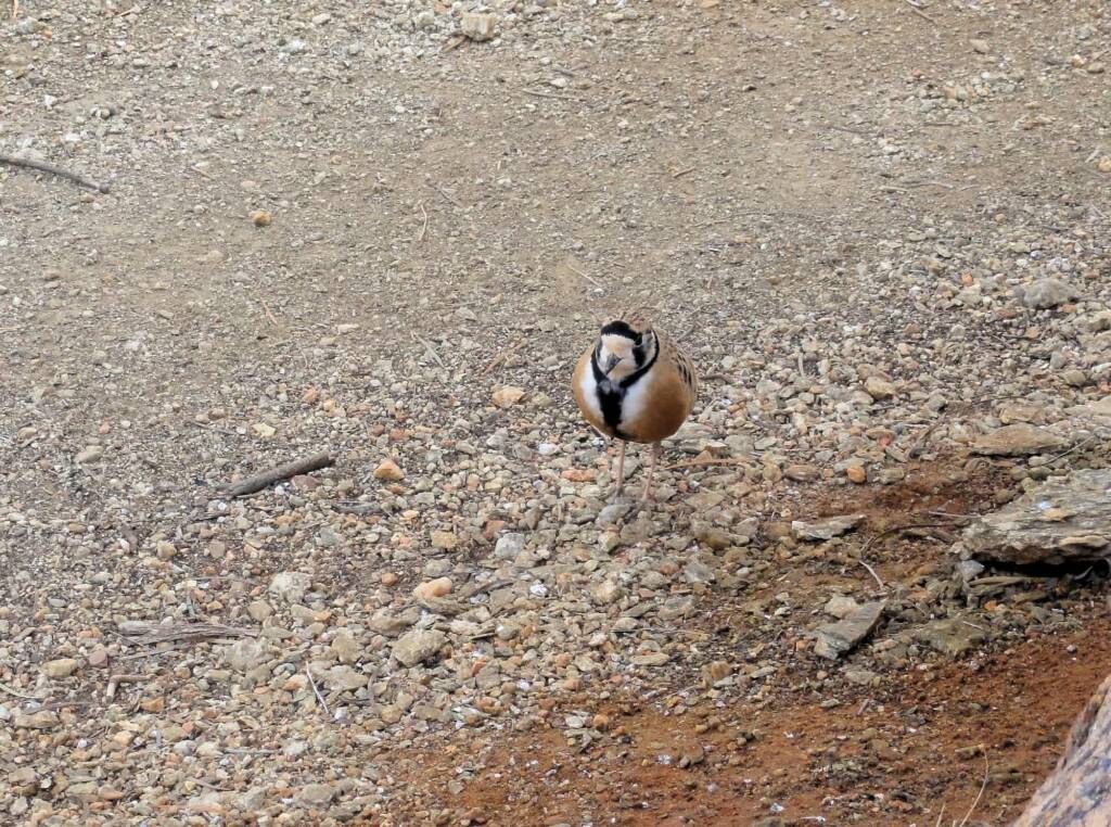 Inland Dotterel (Peltohyas australis), Alice Springs Desert Park