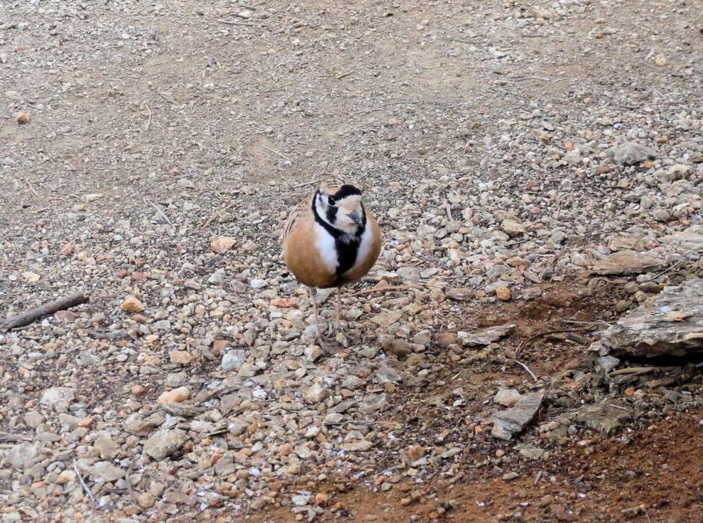 Inland Dotterel (Peltohyas australis), Alice Springs Desert Park