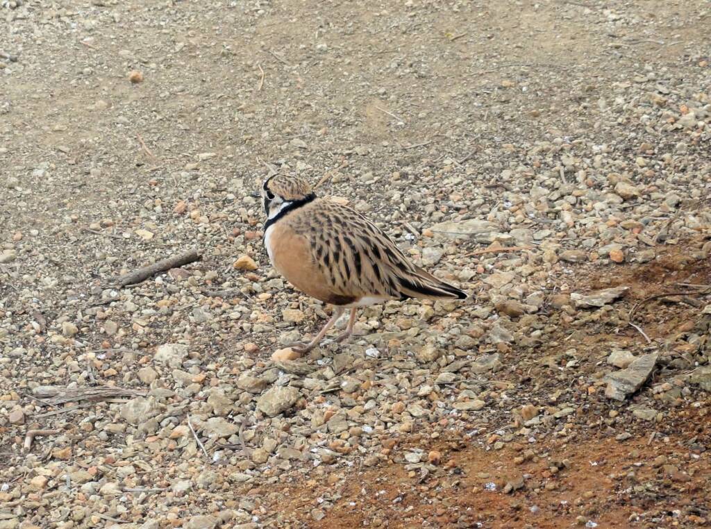 Inland Dotterel (Peltohyas australis), Alice Springs Desert Park