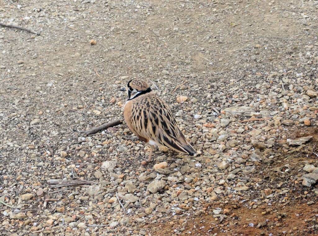 Inland Dotterel (Peltohyas australis), Alice Springs Desert Park