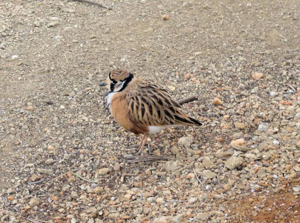 Inland Dotterel (Peltohyas australis), Alice Springs Desert Park