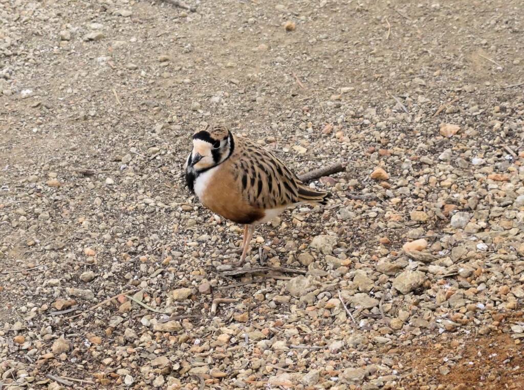 Inland Dotterel (Peltohyas australis), Alice Springs Desert Park