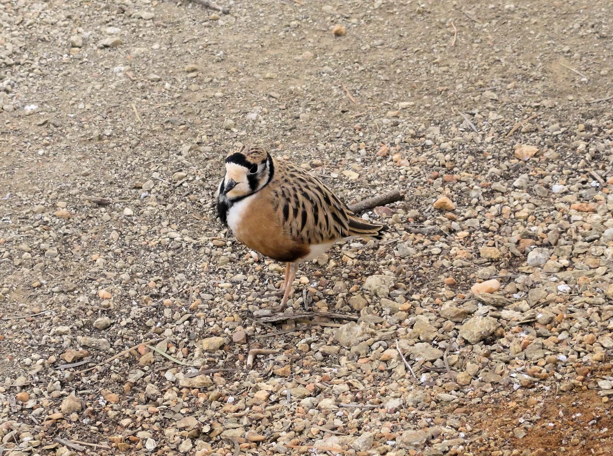 Inland Dotterel (Peltohyas australis), Alice Springs Desert Park