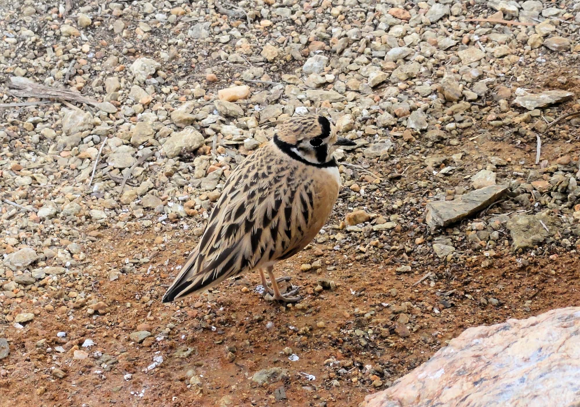 Inland Dotterel (Peltohyas australis), Alice Springs Desert Park