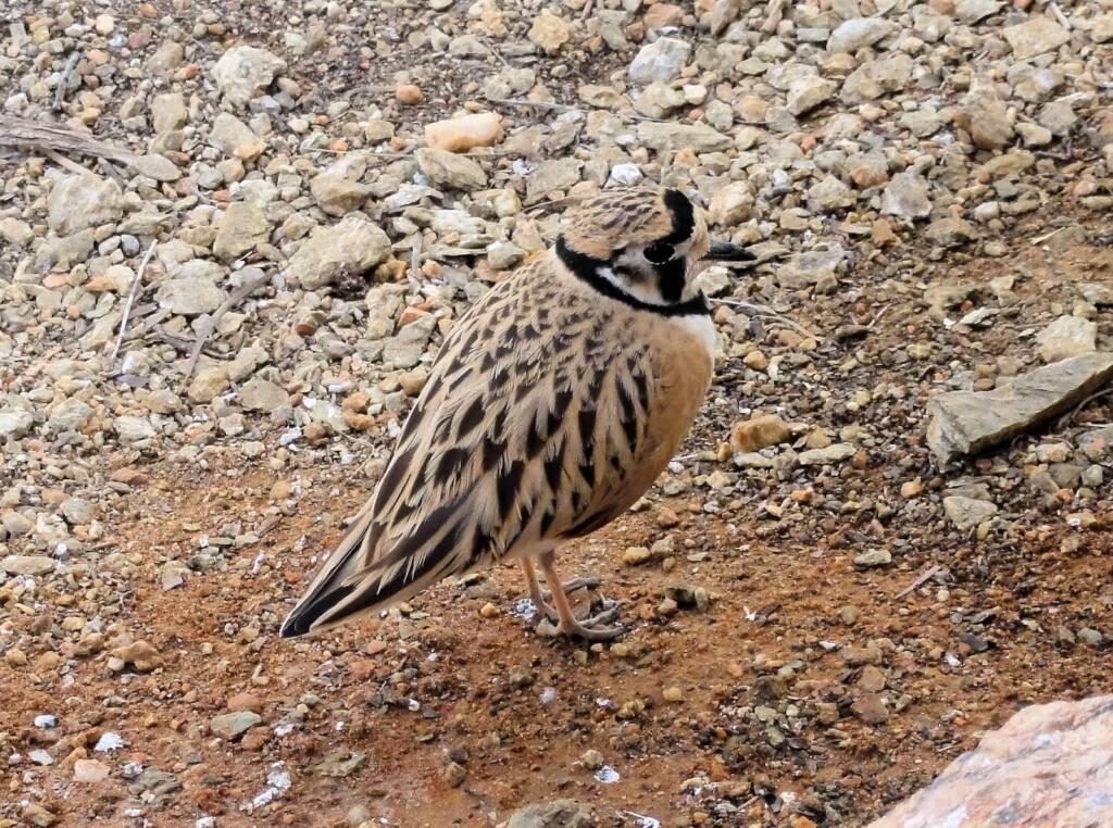 Inland Dotterel (Peltohyas australis), Alice Springs Desert Park