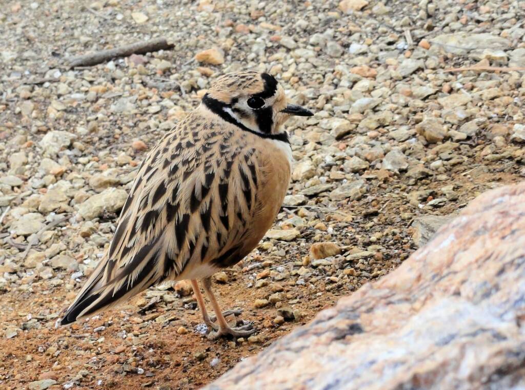 Inland Dotterel (Peltohyas australis), Alice Springs Desert Park