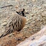 Inland Dotterel (Peltohyas australis), Alice Springs Desert Park