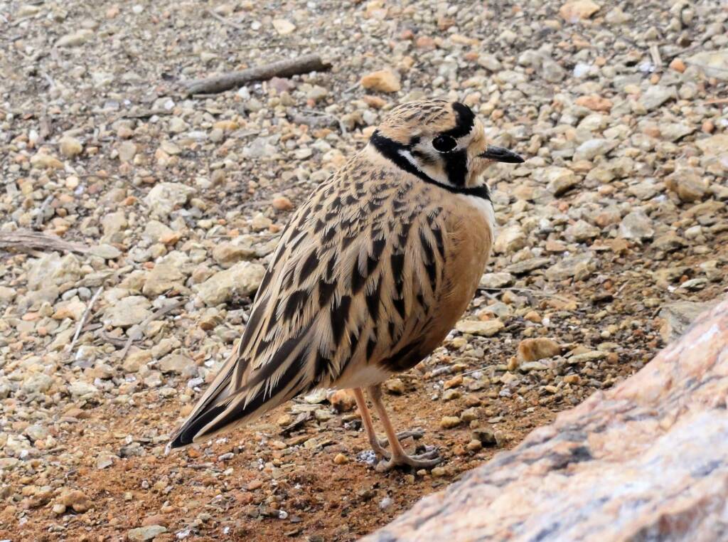 Inland Dotterel (Peltohyas australis), Alice Springs Desert Park