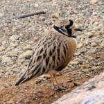 Inland Dotterel (Peltohyas australis), Alice Springs Desert Park