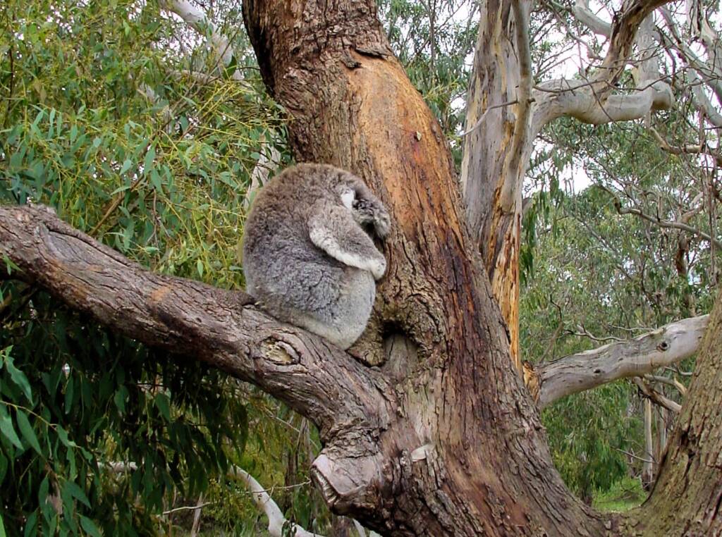 Koala Conservation Reserve, Phillip Island, VIC