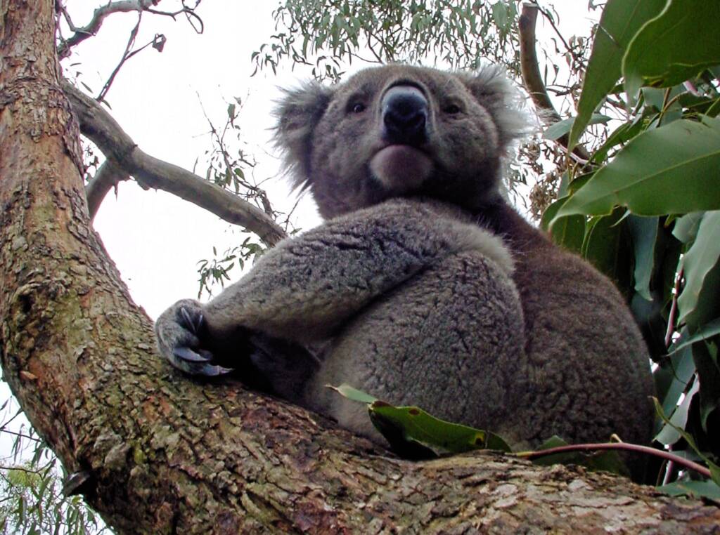 Koala Conservation Reserve, Phillip Island, VIC