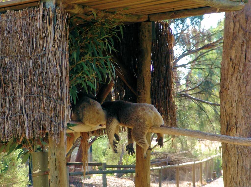 Sleeping koalas, Kyabram Fauna Park, VIC