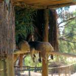 Sleeping koalas, Kyabram Fauna Park, VIC