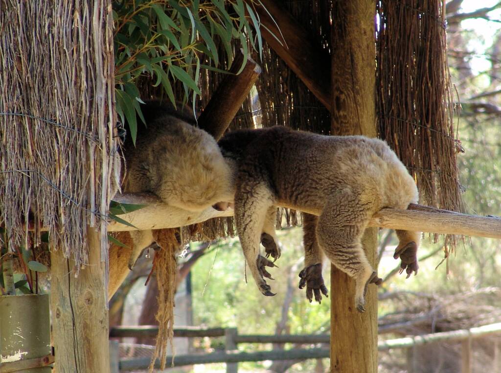 Sleeping koalas, Kyabram Fauna Park, VIC
