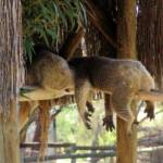 Sleeping koalas, Kyabram Fauna Park, VIC