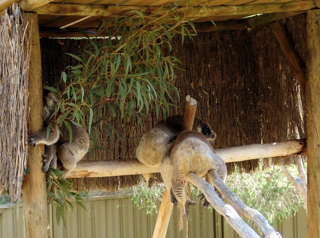 Sleeping koalas, Kyabram Fauna Park, VIC