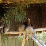 Sleeping koalas, Kyabram Fauna Park, VIC