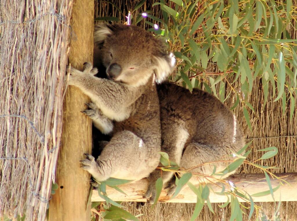 Koalas, Kyabram Fauna Park, VIC