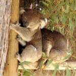 Koalas, Kyabram Fauna Park, VIC