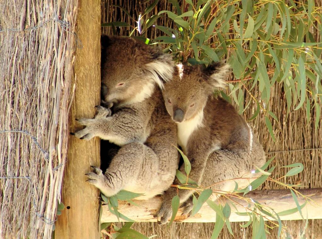 Koalas, Kyabram Fauna Park, VIC