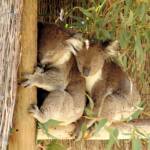 Koalas, Kyabram Fauna Park, VIC