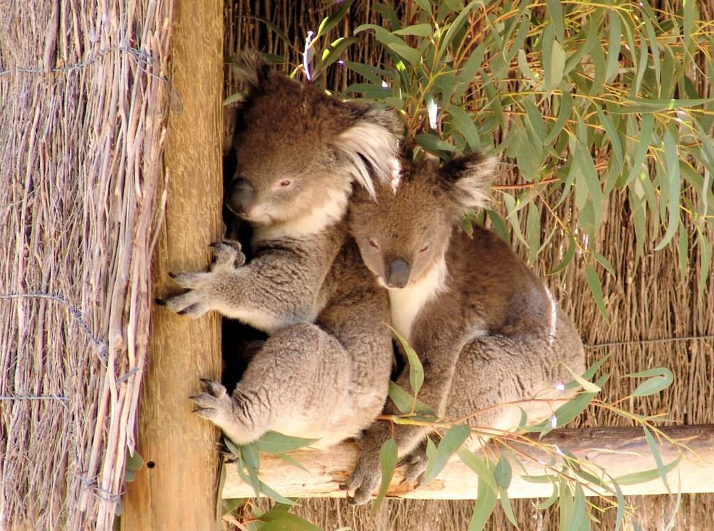 Koalas, Kyabram Fauna Park, VIC