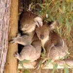 Koalas, Kyabram Fauna Park, VIC