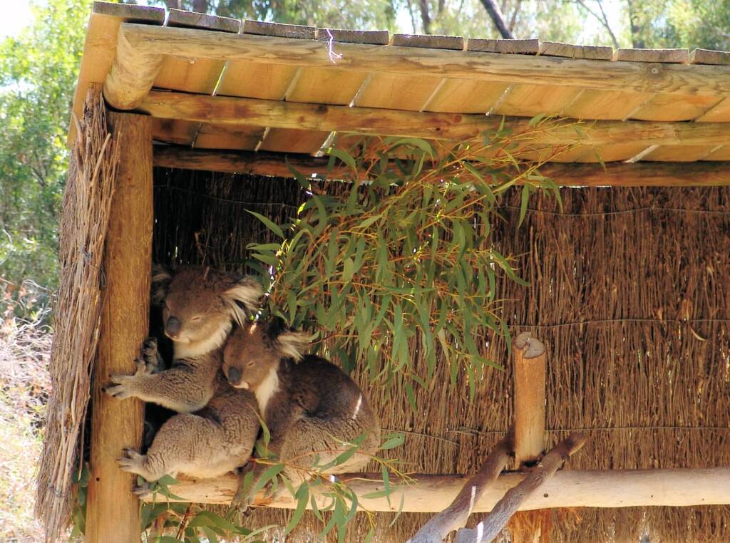 Koalas, Kyabram Fauna Park, VIC