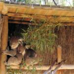 Koalas, Kyabram Fauna Park, VIC