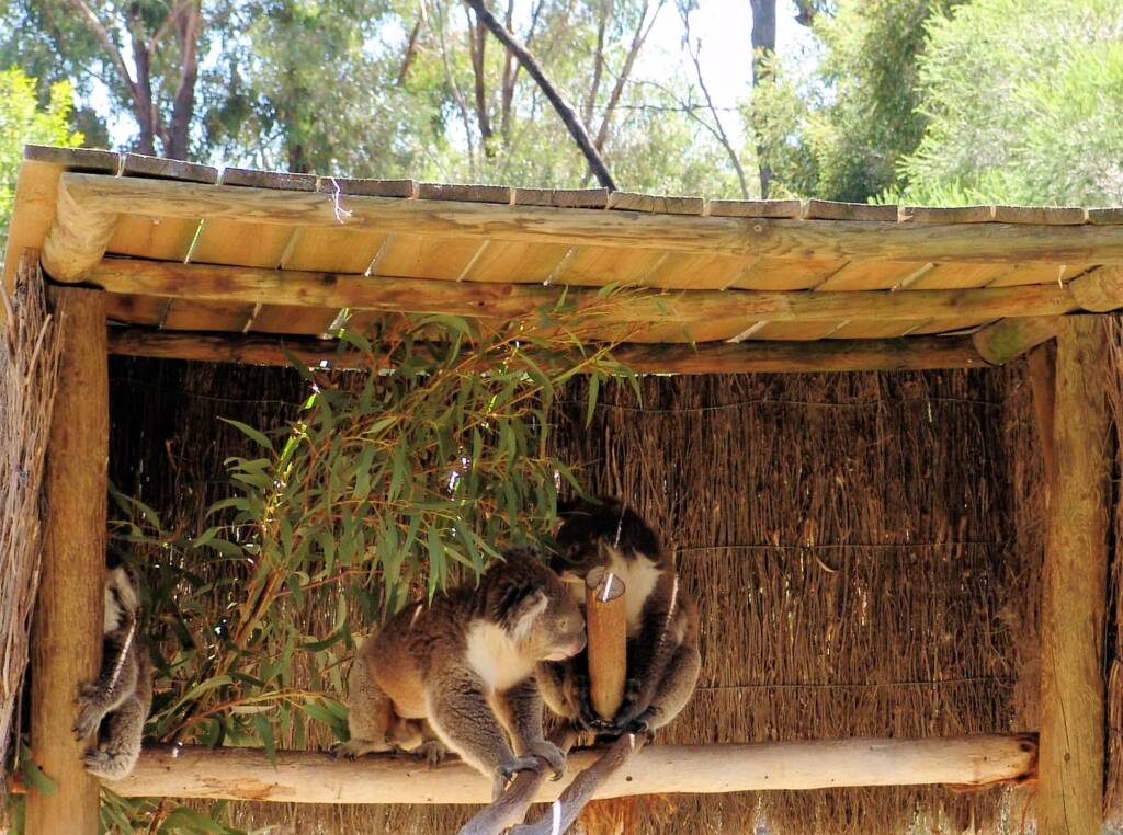 Koalas, Kyabram Fauna Park, VIC