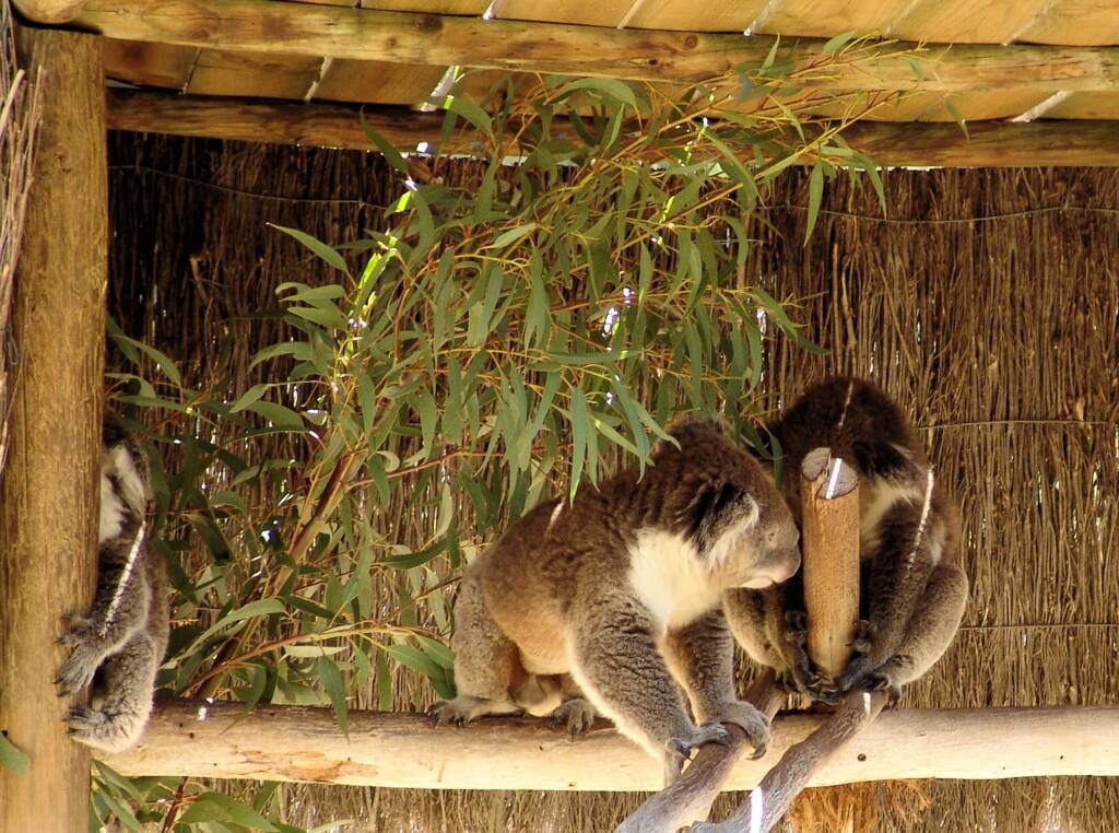 Koalas, Kyabram Fauna Park, VIC