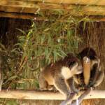Koalas, Kyabram Fauna Park, VIC