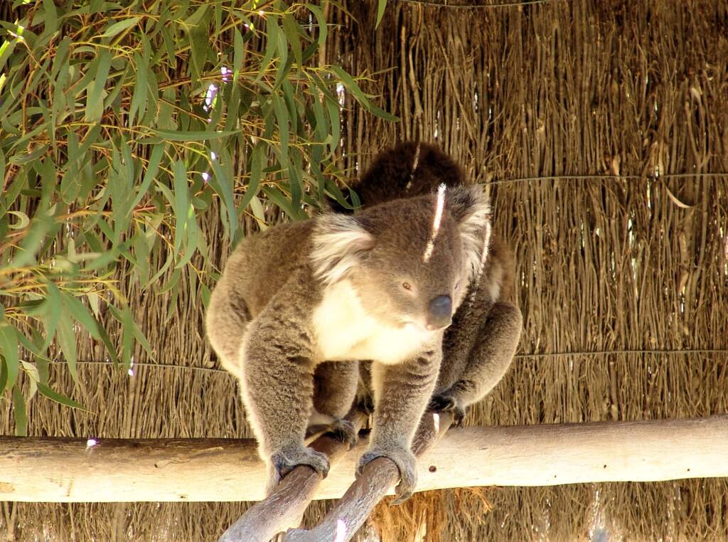 Koalas, Kyabram Fauna Park, VIC