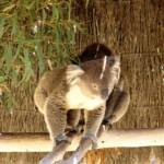 Koalas, Kyabram Fauna Park, VIC